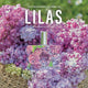 Fragonard Lilas Eau de Toilette